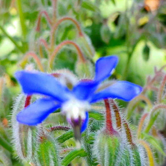 Meet your Posher, Sheree - Picture 1 of 1